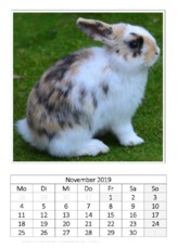 November_Kaninchen_1.pdf